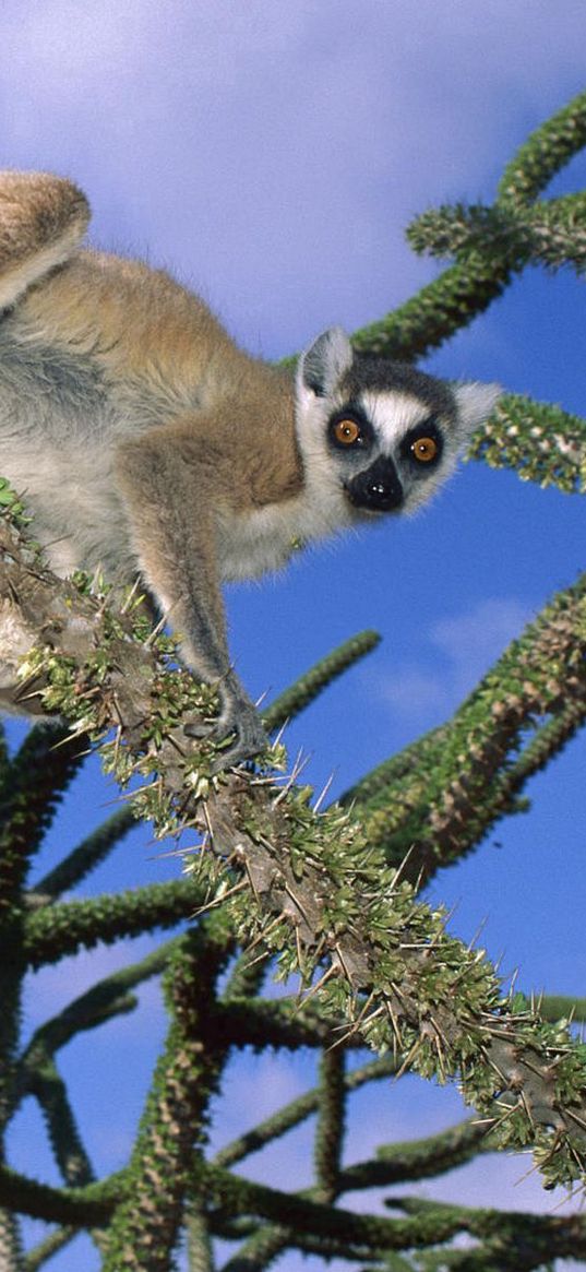 lemur, trees, climbing, cute, striped