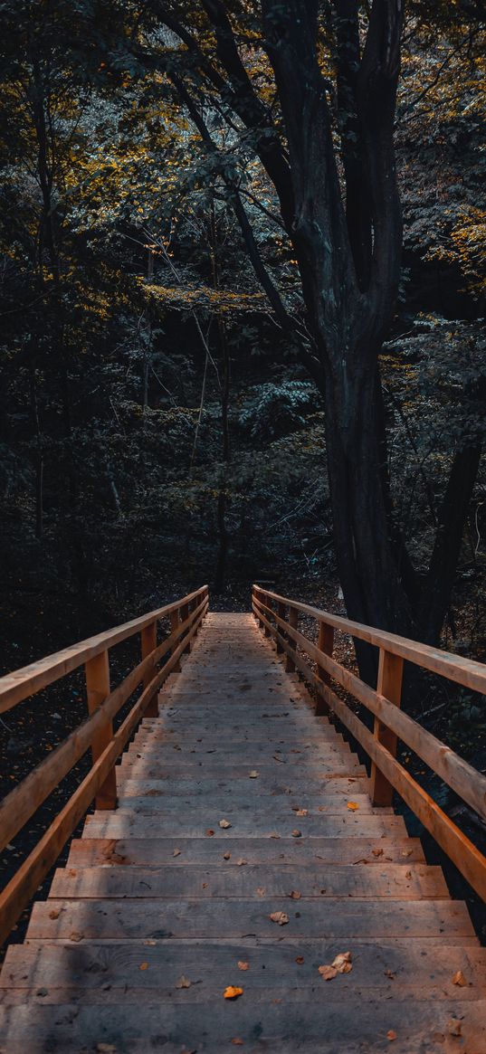 stairs, autumn, forest, trees