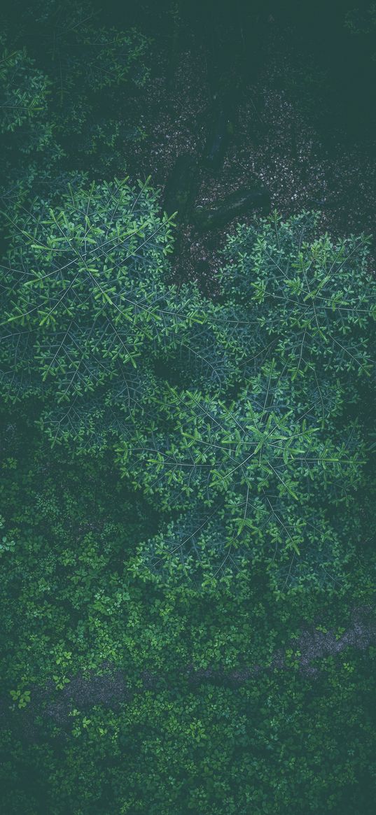 trees, forest, top view, coniferous, dark