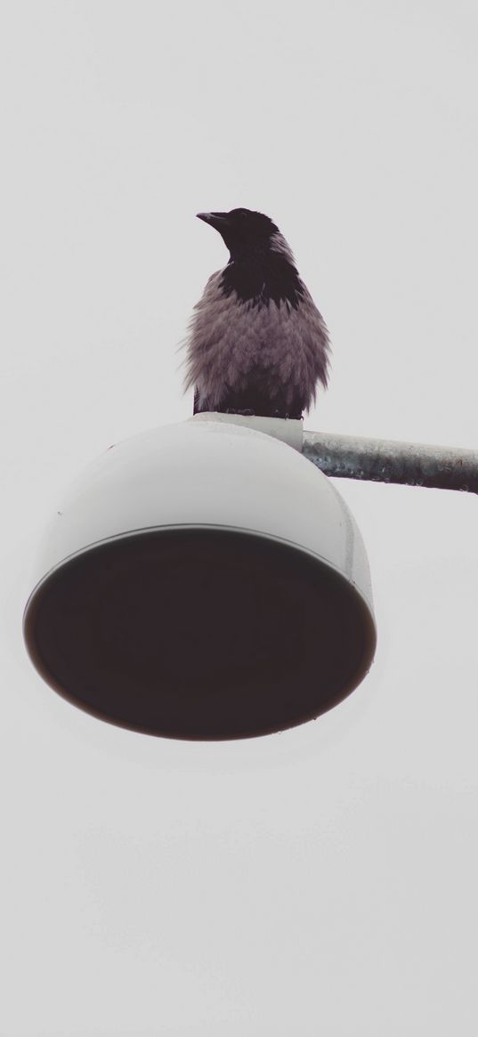 bird, raven, lantern, wet, minimalism