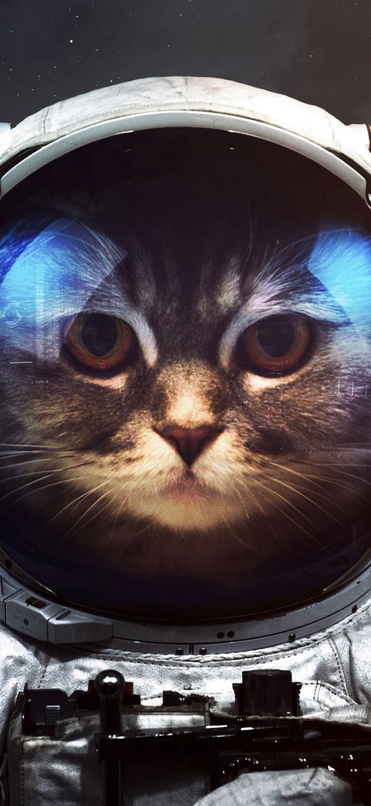 cat, cosmonaut, space suit, space