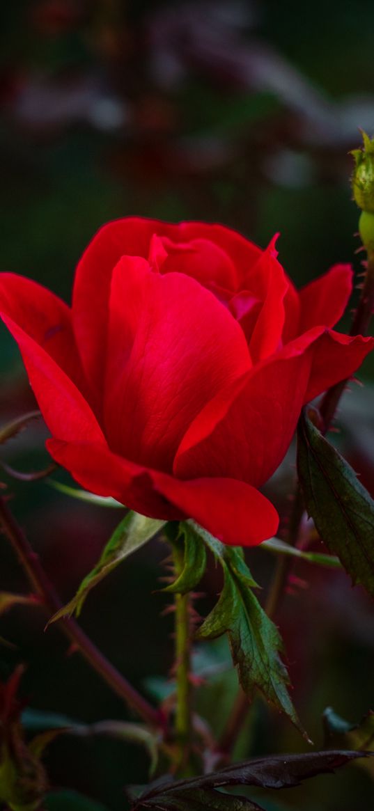 rose, red, bud, bush, garden, petals