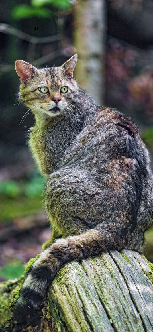 wild cat, cat, wildlife, look back