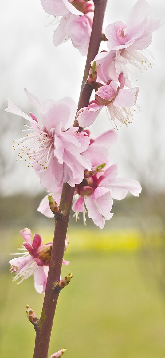 flower, blooming, branch, spring, blur, pink