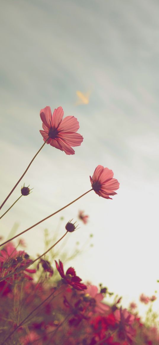 cosmos, flower, bloom, flower bed, sky, summer