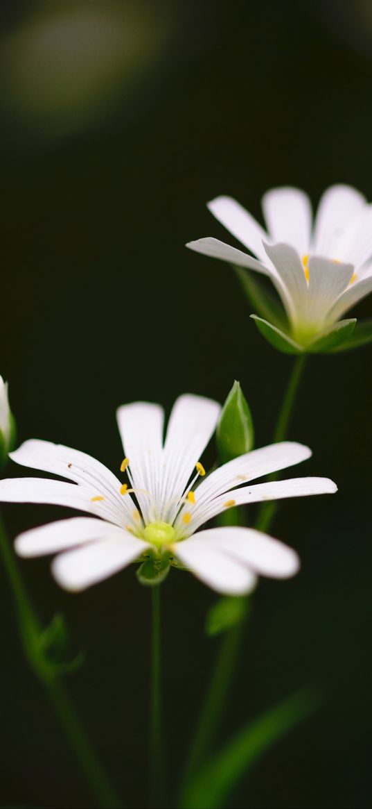 triteleia, flower, petals, bud, stem, gentle, beautiful, flora