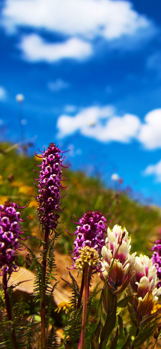 flowers, field, summer, flowering, grass, glade