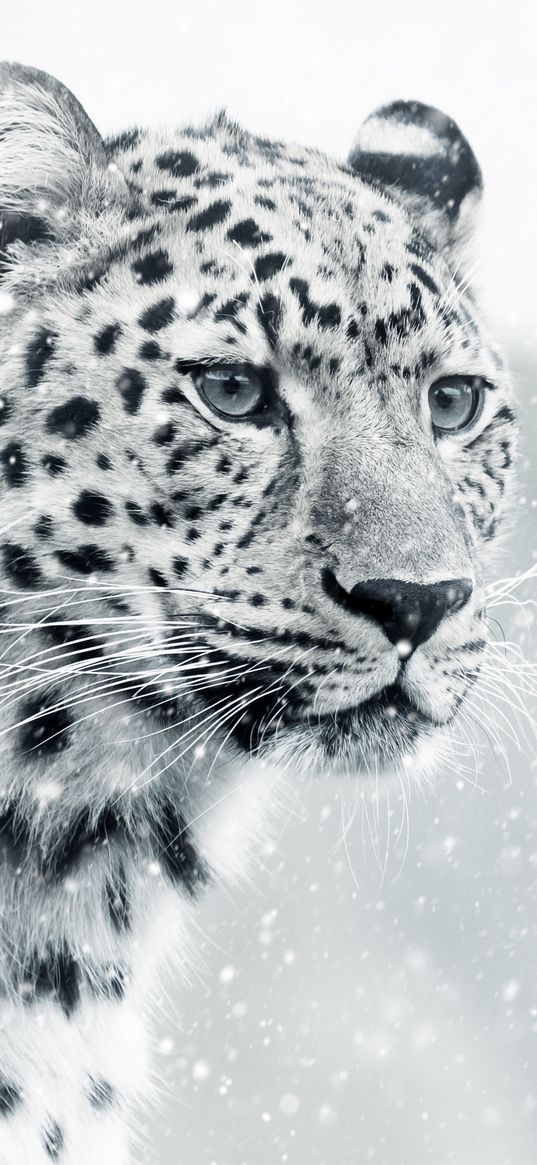 leopard, cheetah, predator, muzzle, snowfall, winter, snow, photoshop