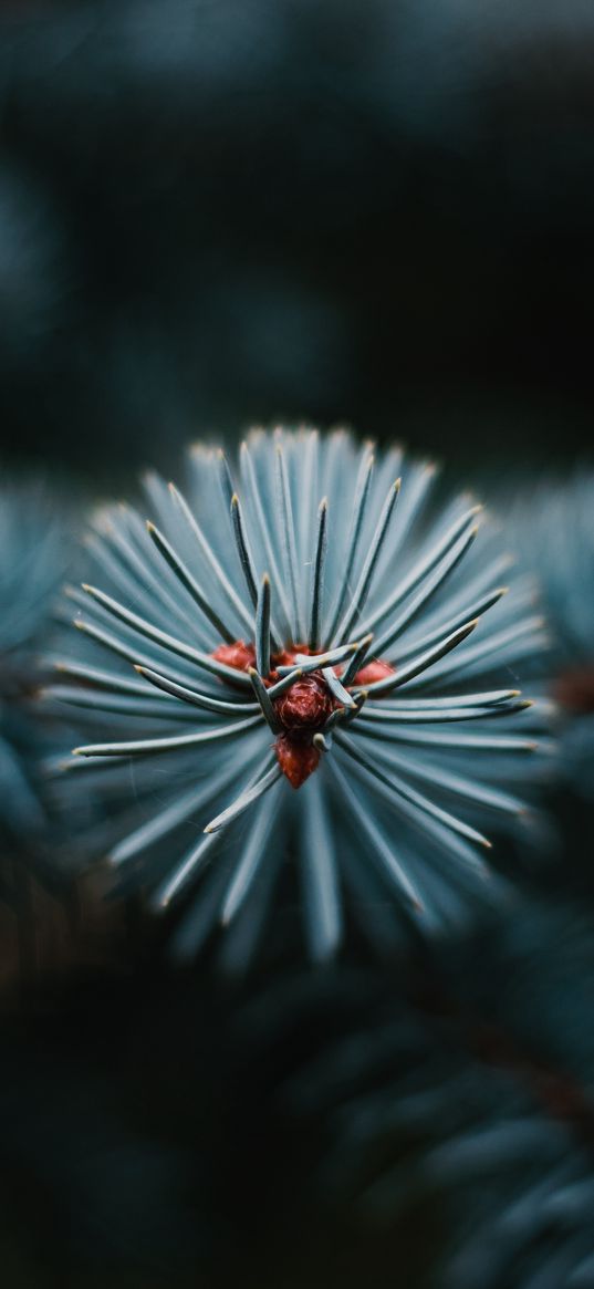 branch, tree, needles, macro, evergreen