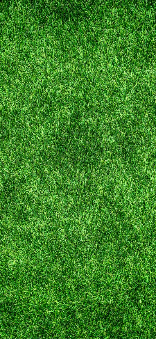 lawn, grass, green, thick, surface