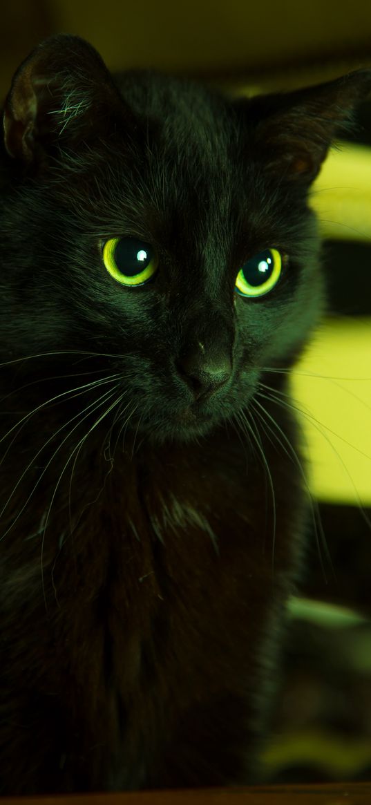 cat, black, looks, eyes, green