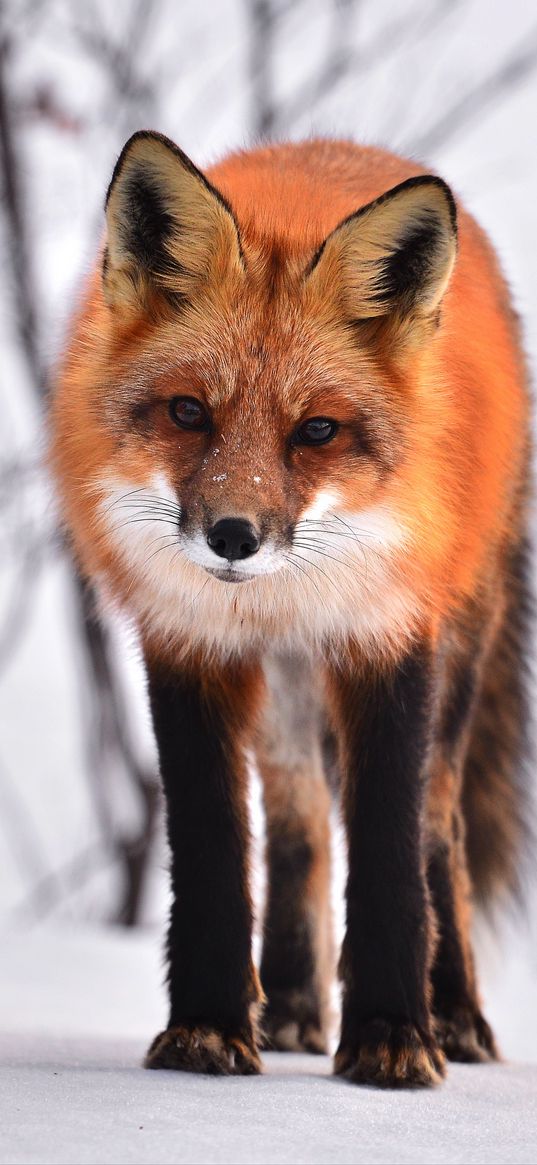 fox, curious, winter, looks, snow