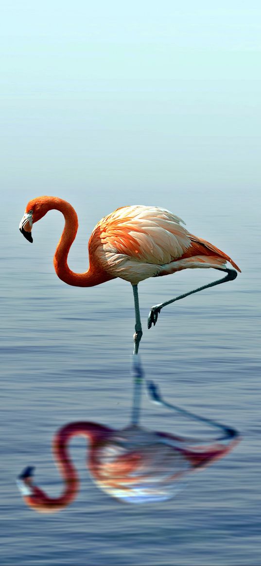 flamingo, reflection, lake, water, bird, stands