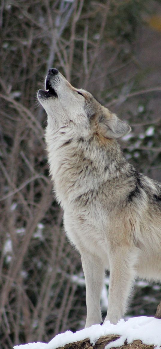 wolf, howling, wildlife, winter, predator