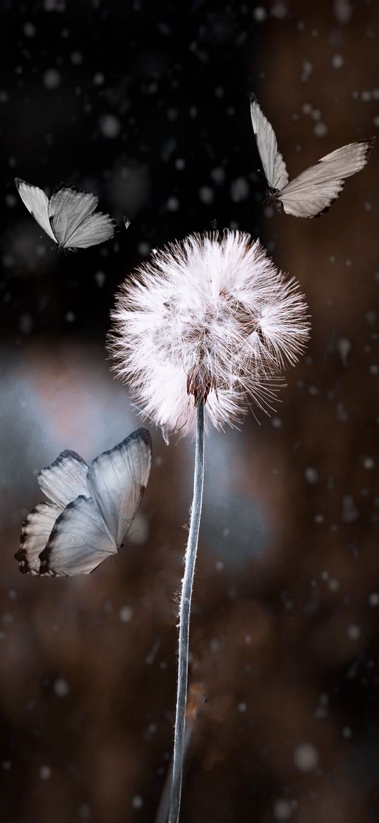 dandelion, butterflies, photoshop, blur, flower, insect