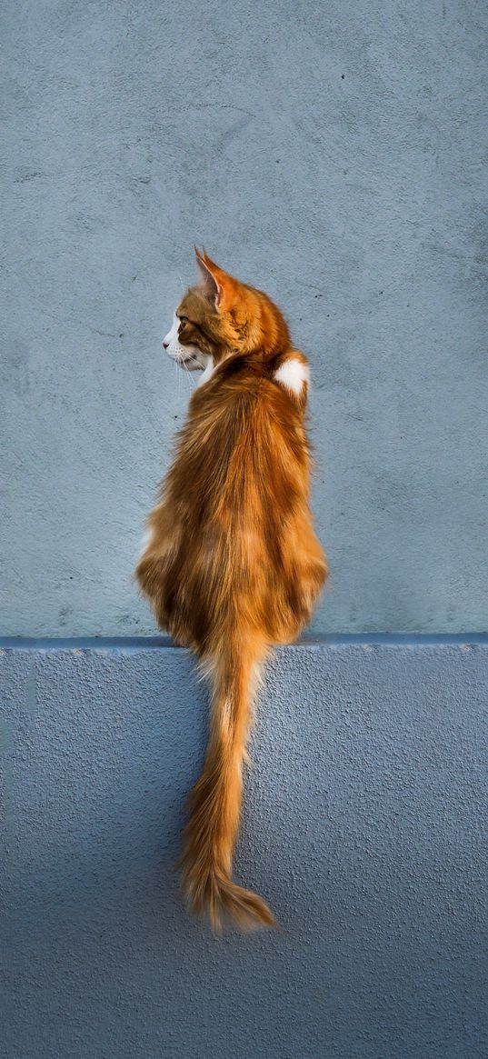 cat, red, wall, sitting, looks, back, tail