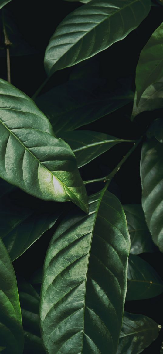 leaves, branch, dark green, glossy, plant