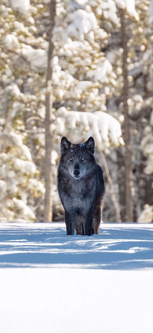 wolf, winter, forest, snow, shadow, predator, wildlife