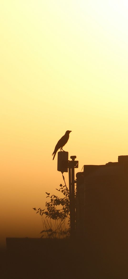 bird, twilight, outline, raven, sunset, shadows