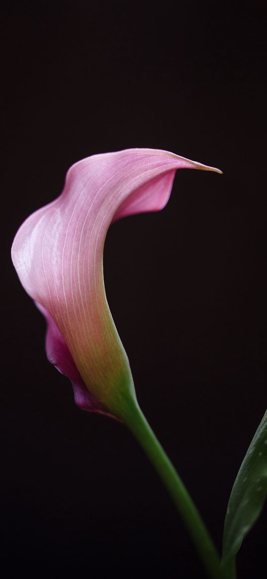 calla, flower, pink, macro, black background