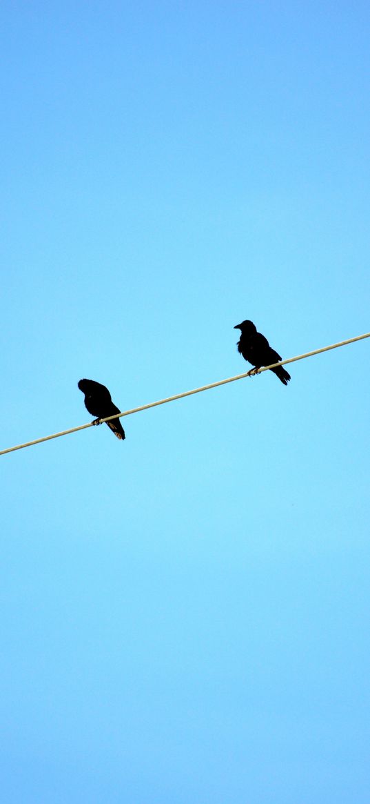 birds, wire, sky, ravens, blue background, sit