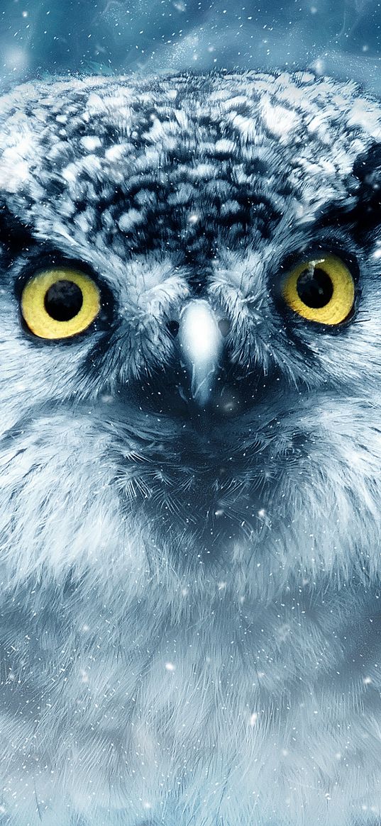 owl, bird, eyes, looks, closeup, predator, wildlife