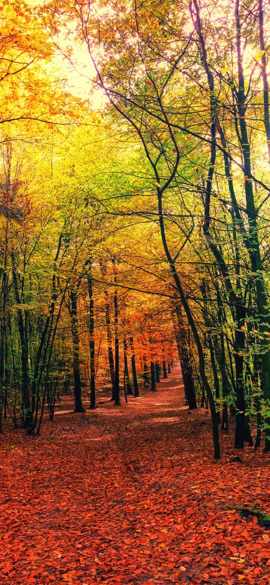 forest, trail, autumn, trees, leaves, fallen