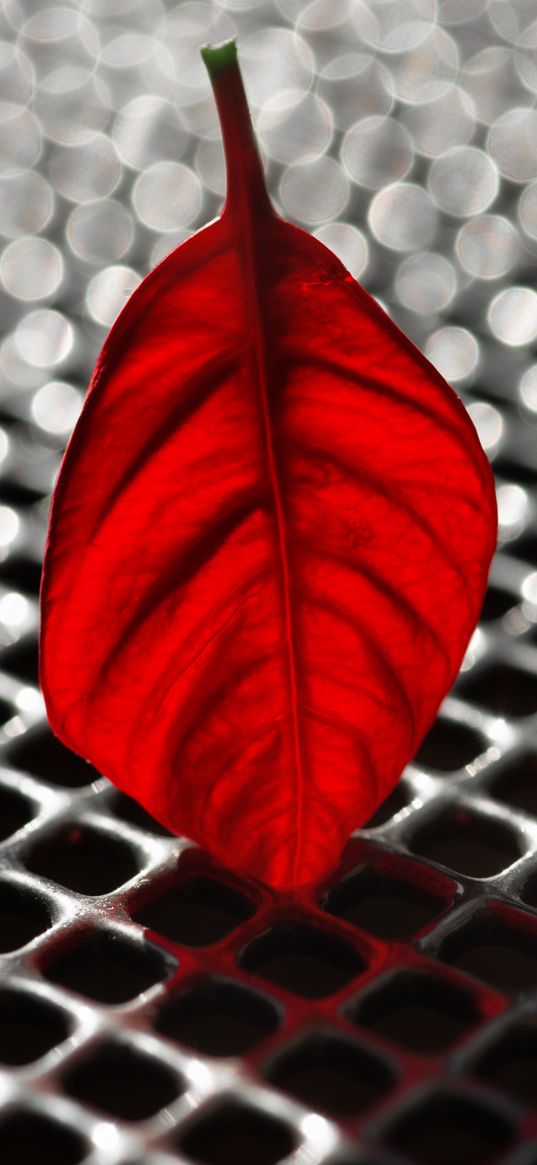 sheet, poinsettia, red, grid, metallic, macro, bokeh