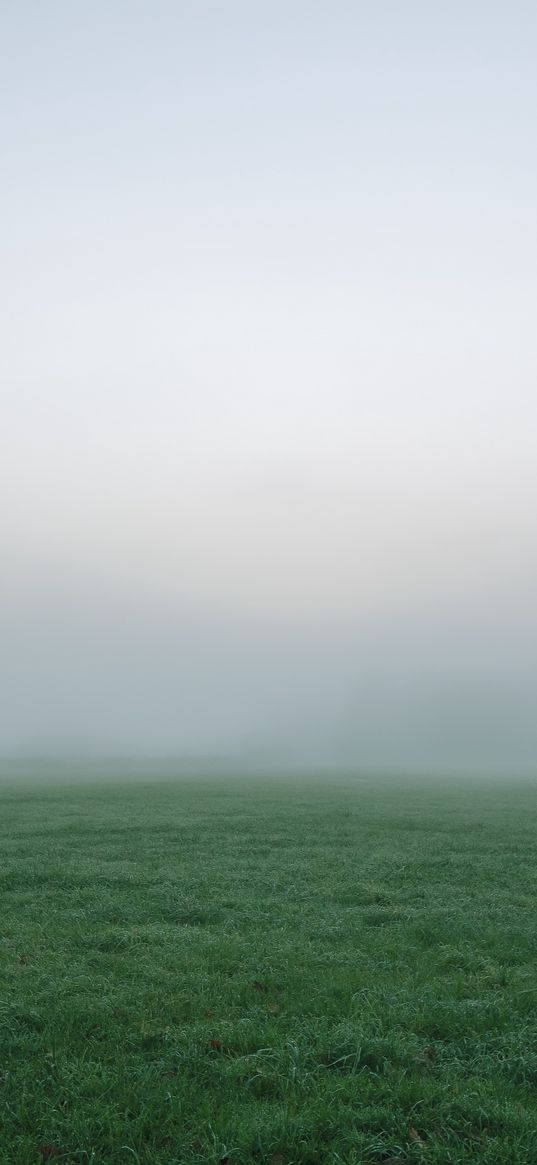 grass, fog, thick, impenetrable, field