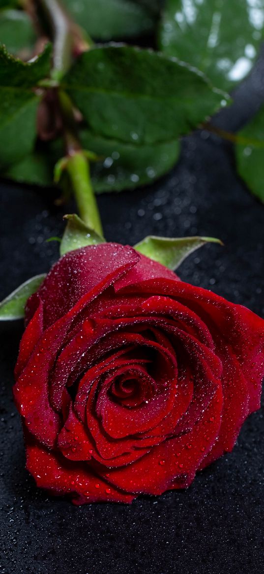 rose, wet, petals, flower, drops, surface