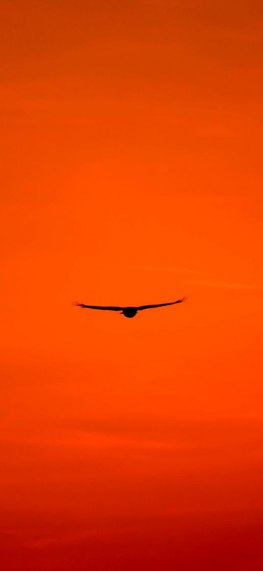 buzzard, bird, sky, flight, orange, bright, wings, hawk, predator