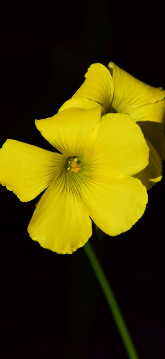 oxalis, flower, yellow, contrast, black background, small, close-up