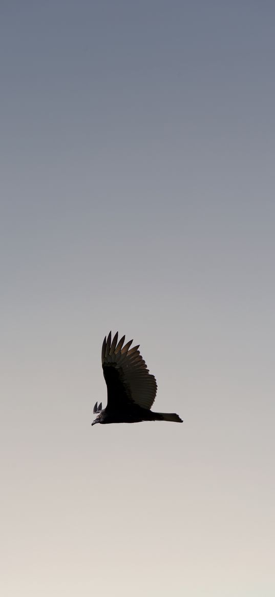 bird, sky, flight, wings, soars, predator, wildlife, gradient