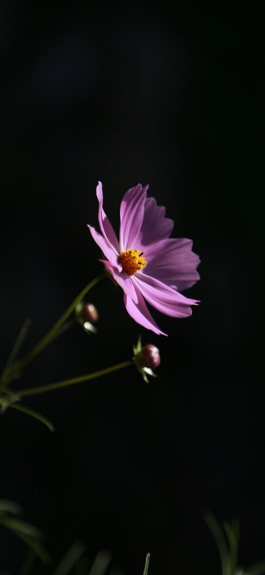 cosmos, flower, lilac, blooms, dark background