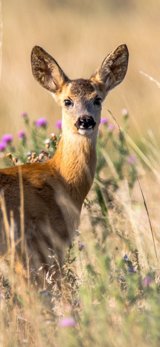 roe deer, young, wildlife, looks, animal