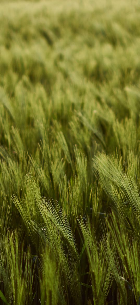 wheat, ears, field, green, thick, harvest