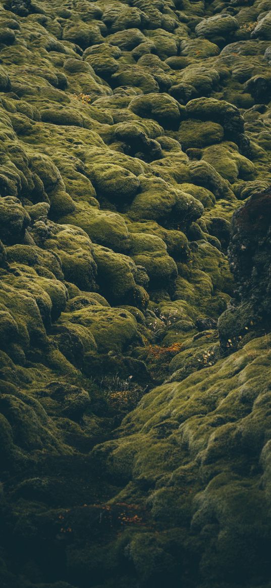 stones, moss, covered, iceland, pale, green