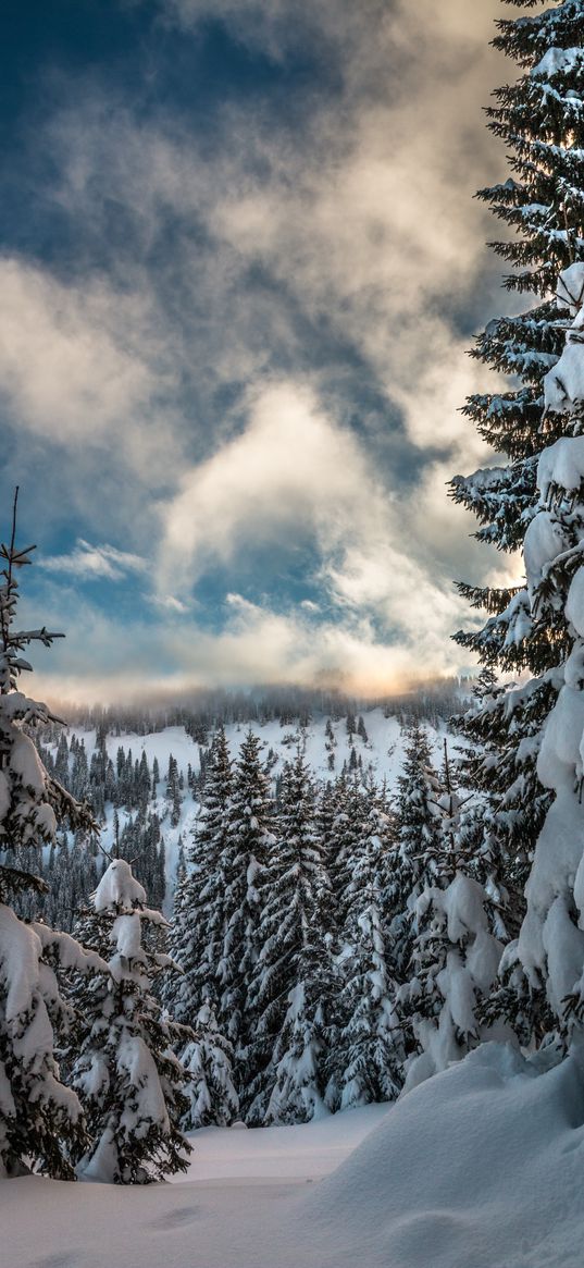 mountains, snow, winter, fir-tree, branches, sky