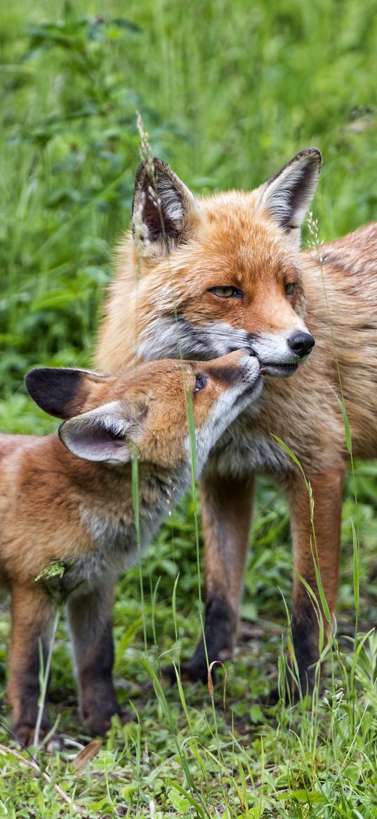 foxes, cub, mom, family, tenderness, care, cute