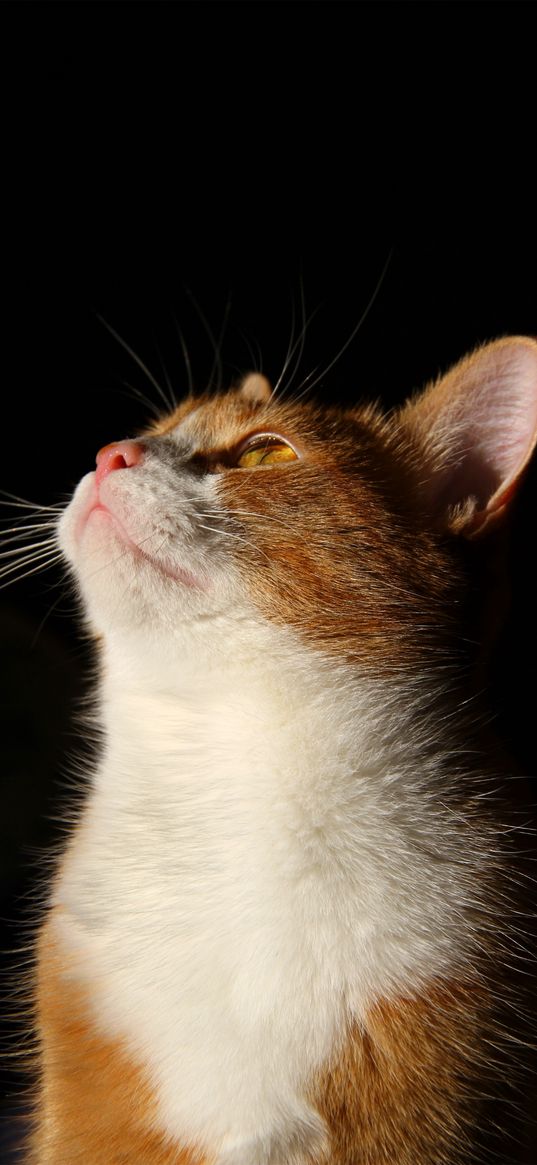 cat, portrait, looks, red, pet