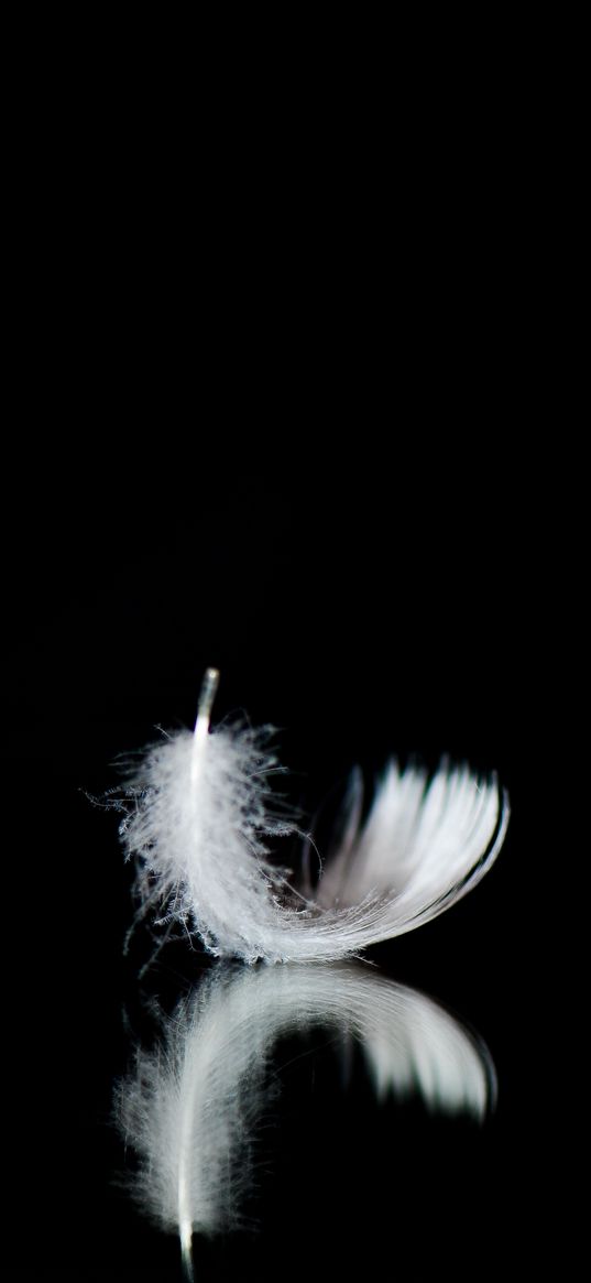 feather, white, reflection, light, black background, minimalism