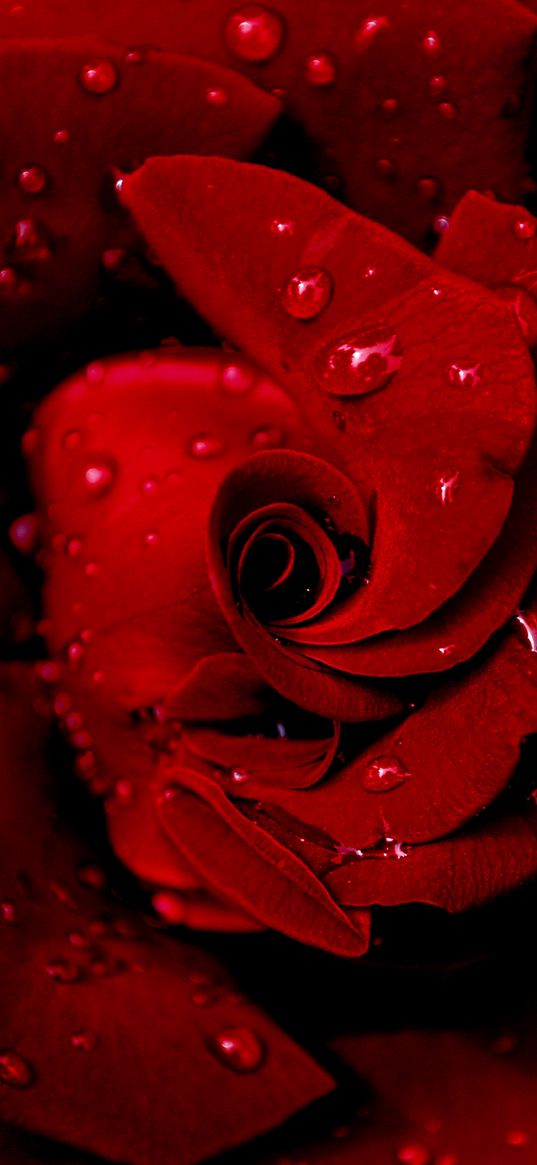 rose, red, wet, drops, dew, petals