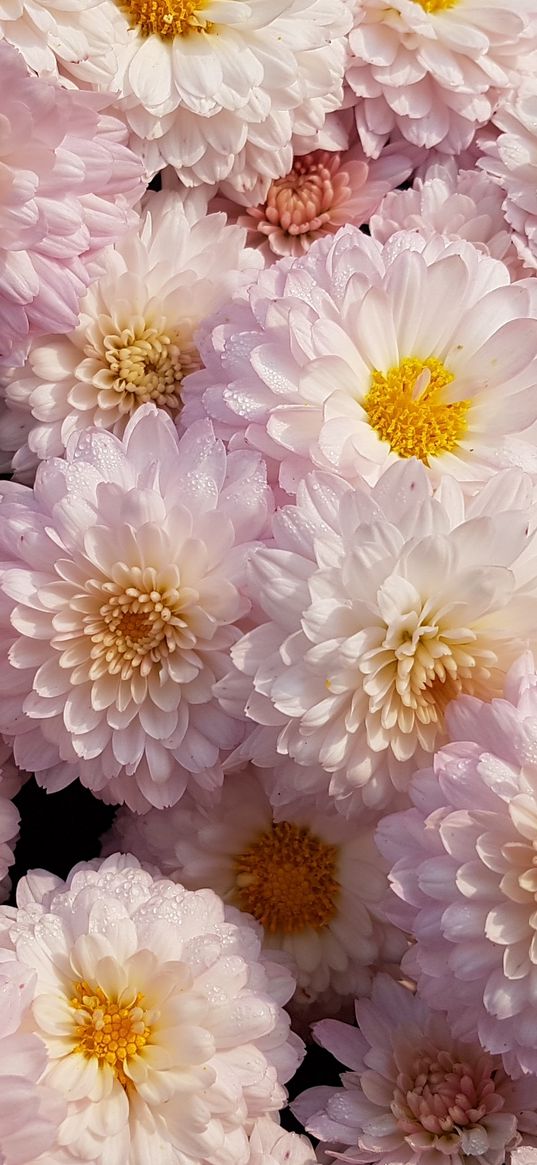 chrysanthemums, flowers, pink, blooms, delicate