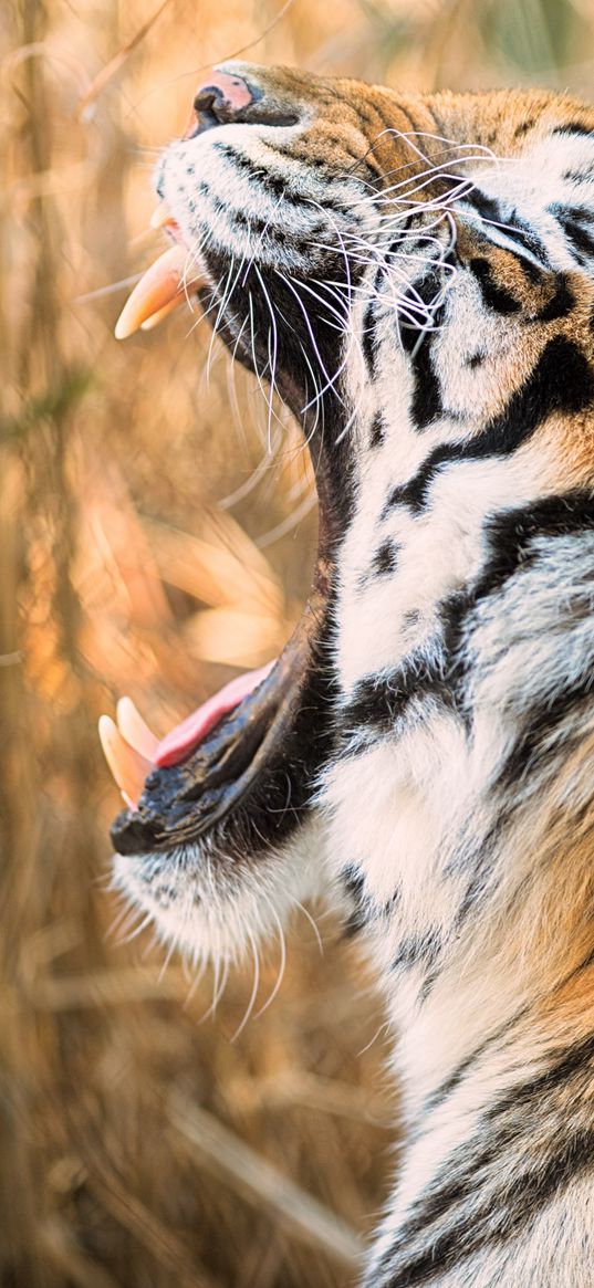 tiger, grin, canines, predator, muzzle, profile