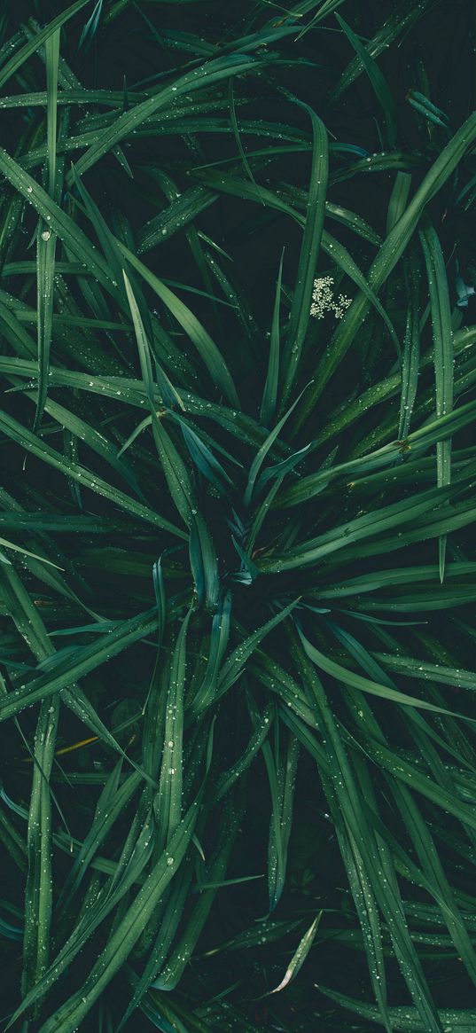 grass, drops, dew, moisture, green