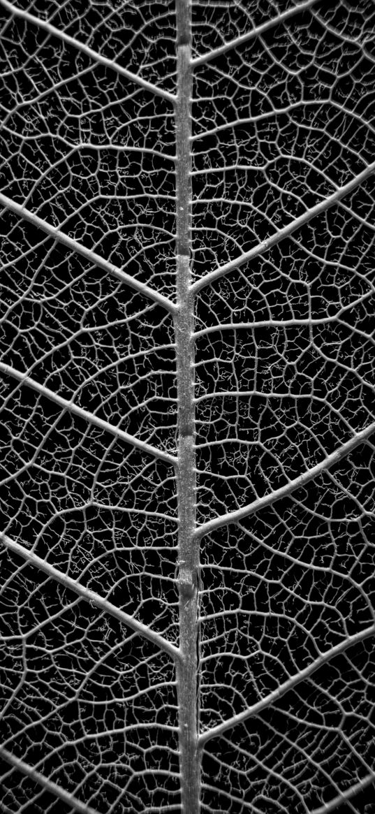 leaf, structure, veins, close-up, black and white