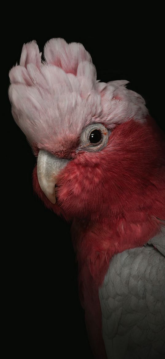 cockatoo, parrot, bird, pink, portrait, funny