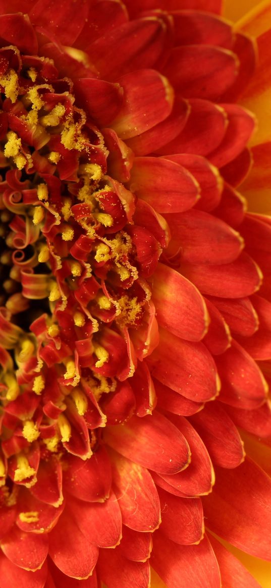 gerbera, flower, petals, closeup, peach