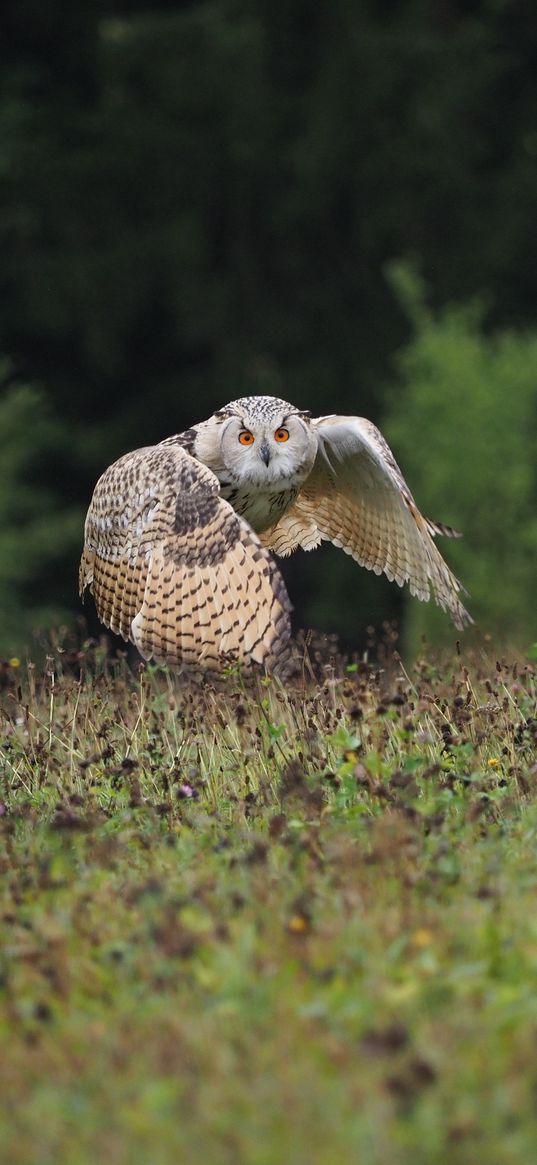 owl, bird, flight, wings, flap, predator, wildlife