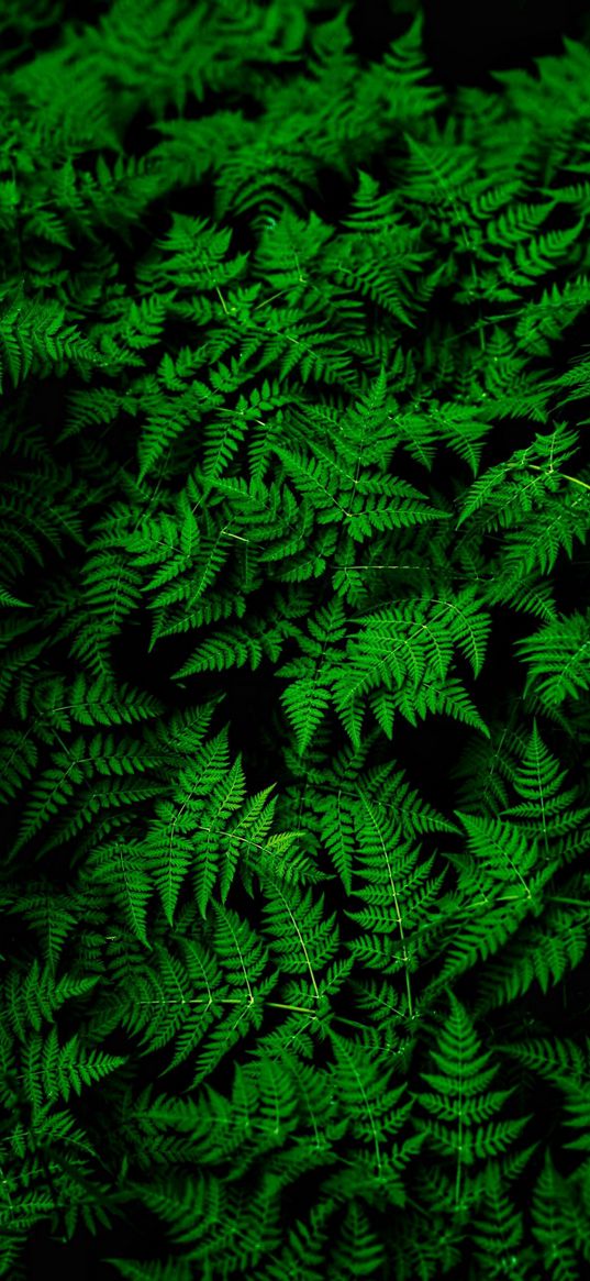 fern, leaves, green, plant, thick